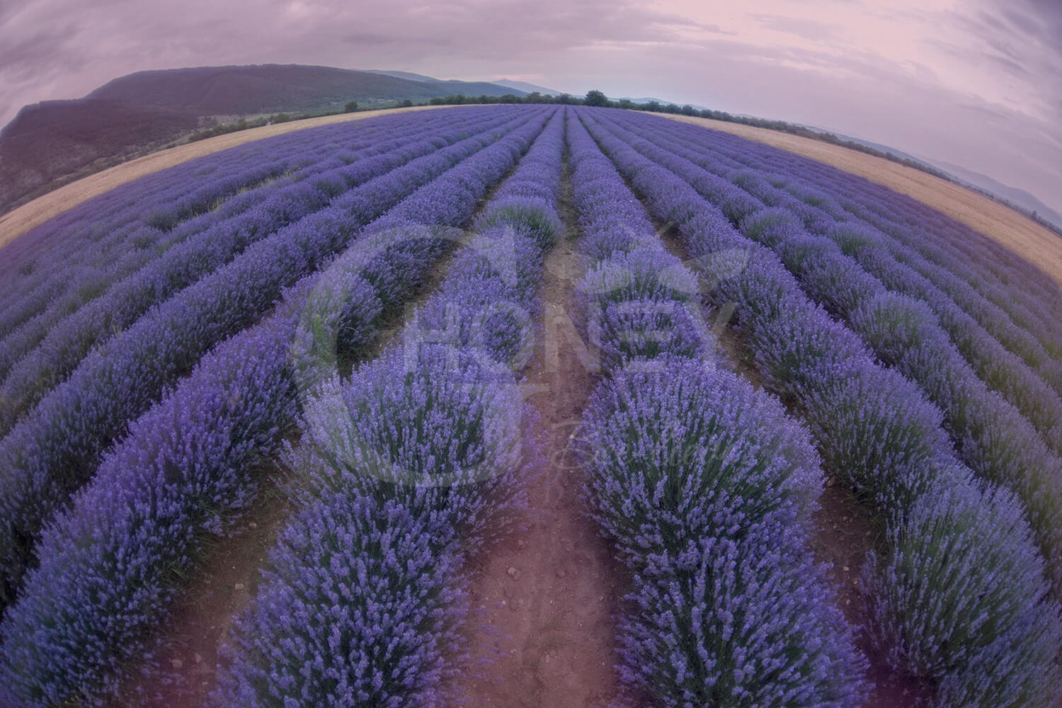 лавандулови полета над Казанлък